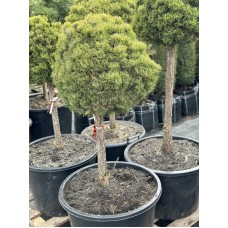 Сосна гірська Picobello штамб 30-40 см